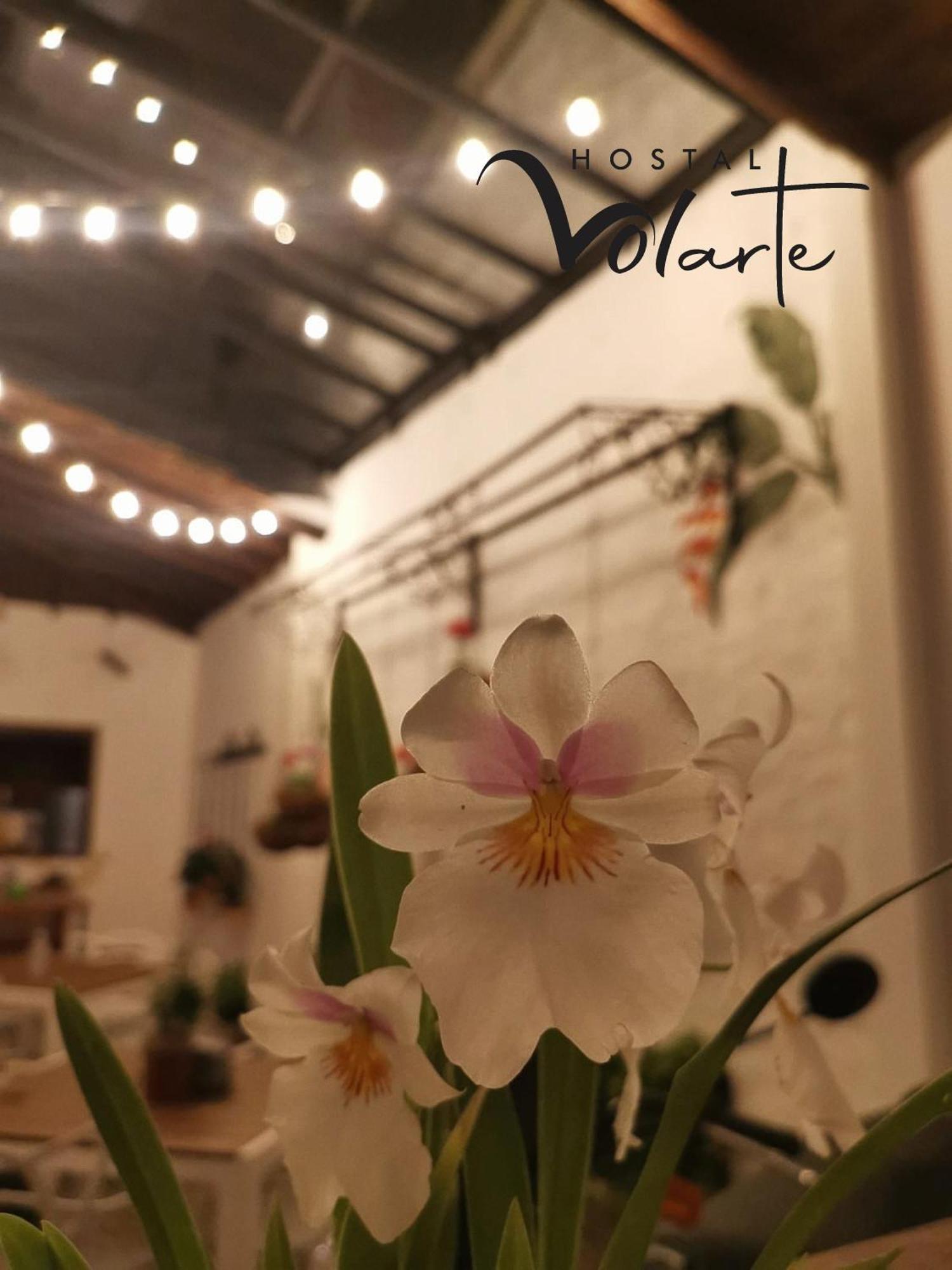 Volarte Hostal Jardin Bagian luar foto